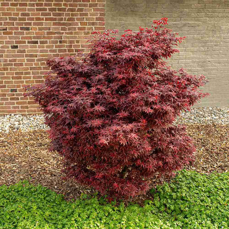 Artar Japonez Little Red, cu frunzis rosu