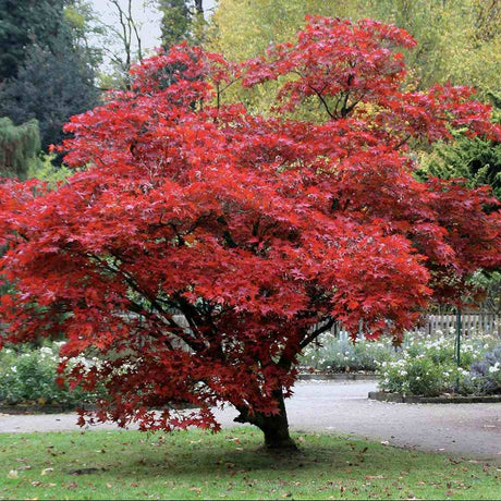 Artar Japonez Little Red, cu frunzis rosu