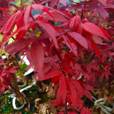 Artar Japonez Little Red, cu frunzis rosu