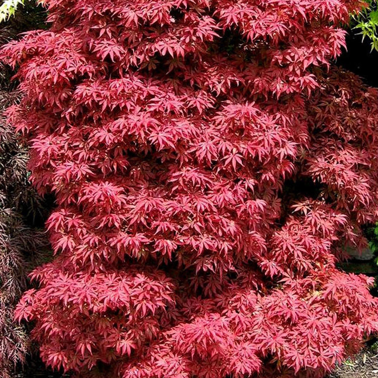 Artar Japonez Skeeters Broom, cu frunzis rosu - aprins