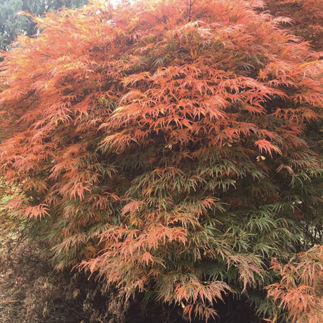 Artar Japonez Ornatum, cu frunzis galben-portocaliu-rosu