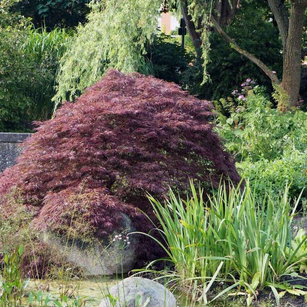 Artar Japonez Ornatum, cu frunzis galben-portocaliu-rosu