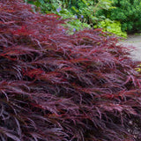 Artar Japonez Red Dragon, cu frunze rosii-purpuriu