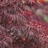 Artar Japonez Red Dragon, cu frunze rosii-purpuriu