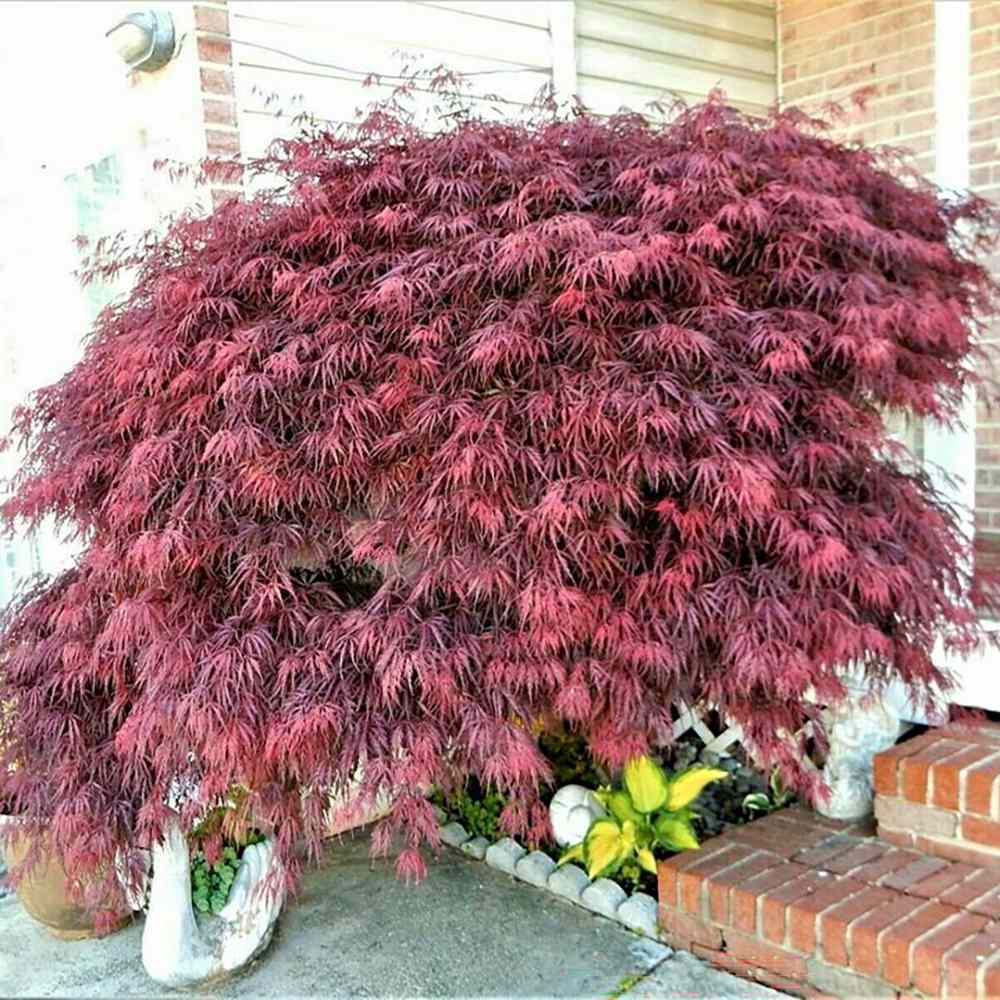 Artar Japonez Red Dragon, cu frunze rosii-purpuriu