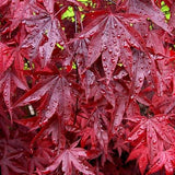 Artar Japonez Red Emperor, cu frunzis rosu - inchis