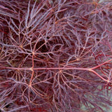 Artar Japonez Red Feathers, cu frunzis rosu