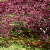 Artar Japonez Red Feathers, cu frunzis rosu