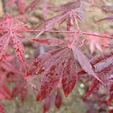 Artar Japonez Sherwood Flame, cu frunzis rosu-intens