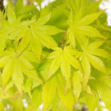 Artar Japonez Summergold, cu frunzis galben