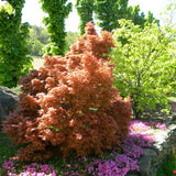 Artar Japonez Wilsons Pink Dwarf, cu frunzis roz-coral