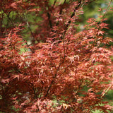 Artar Japonez Wilsons Pink Dwarf, cu frunzis roz-coral