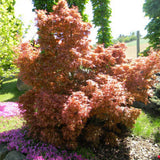 Artar Japonez Wilsons Pink Dwarf, cu frunzis roz-coral