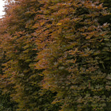 Artar Rosu Norvegian Crimson King (Acer Platanoides)