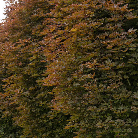 Artar Rosu Norvegian Crimson King (Acer Platanoides)