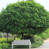 Artar Norvegian Globular (Acer Platanoides Globosum)