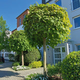 Artar Norvegian Globular (Acer Platanoides Globosum)