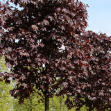 Artar Norvegian rosu Royal Red, cu frunzis rosu, colorit de toamna