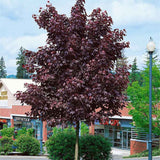 Artar Norvegian rosu Royal Red, cu frunzis rosu, colorit de toamna