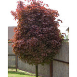 Artar Norvegian rosu Royal Red, cu frunzis rosu, colorit de toamna
