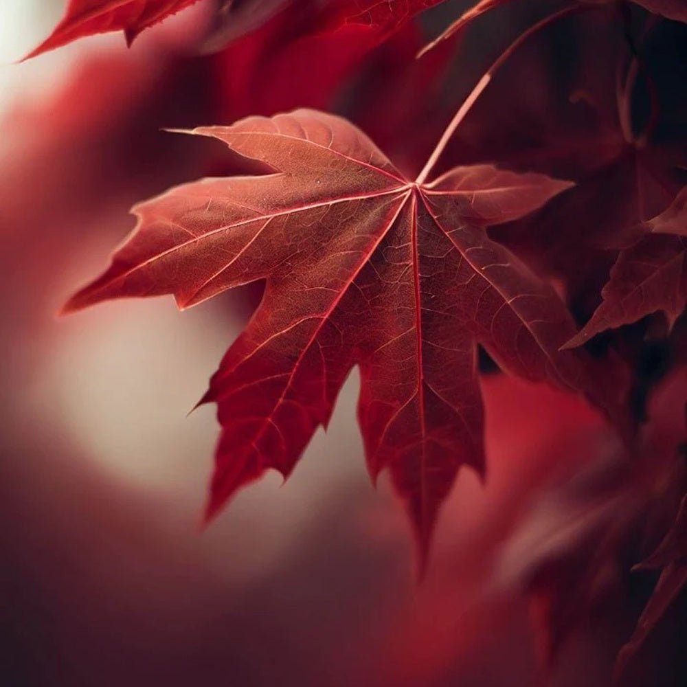 Artar Rosu Rubrum 'Summerred', cu frunzis rosu, colorit de toamna