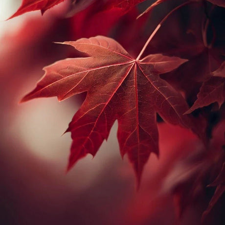 Artar Rosu Rubrum 'Summerred', cu frunzis rosu, colorit de toamna
