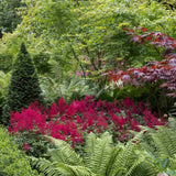 Astilbe Fanal, cu flori rosu aprins