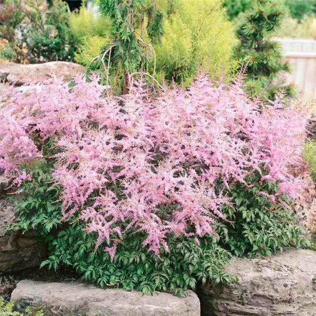 Astilbe Hennie Graafland, cu flori roz