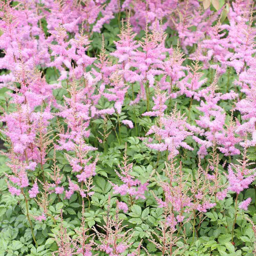 Astilbe Hennie Graafland, cu flori roz
