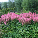 Astilbe Vision in Pink, cu flori roz-pink