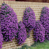 Aubrieta Cascade Blue (Campanula), taratoare, cu flori albastre-mov
