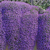 Aubrieta Cascade Blue (Campanula), taratoare, cu flori albastre-mov