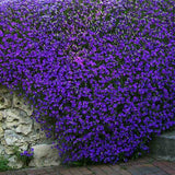 Aubrieta Cascade Blue (Campanula), taratoare, cu flori albastre-mov