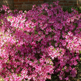 Azalea Violleta