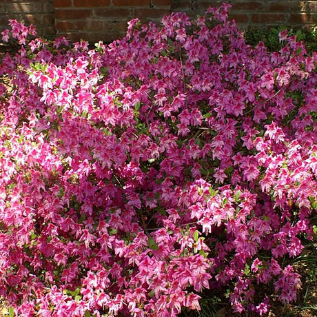 Azalea Violleta