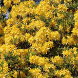 Azaleea Japoneza (Rhododendron) Mollis Anneke, cu flori aurii