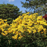 Azaleea Japoneza (Rhododendron) Mollis Anneke, cu flori aurii