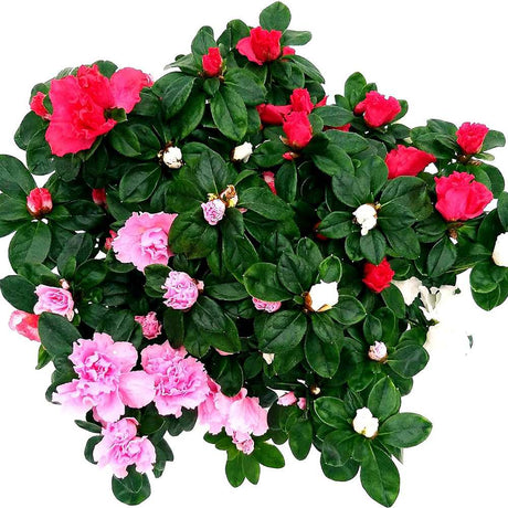 Azaleea japoneza (Rhododendron) Carnaval Tricolor