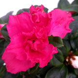 Azaleea japoneza (Rhododendron) Carnaval Tricolor