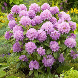 Azaleea Japoneza (Rhododendron) Catawbiense Boursault, cu flori violet