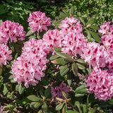 Azaleea Japoneza (Rhododendron) Cosmopolitan, cu flori roz-pal