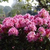 Azaleea Japoneza (Rhododendron) Cosmopolitan, cu flori roz-pal