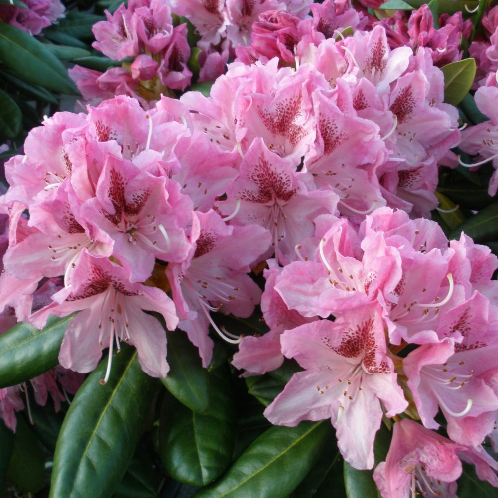 Azaleea Japoneza (Rhododendron) Cosmopolitan, cu flori roz-pal