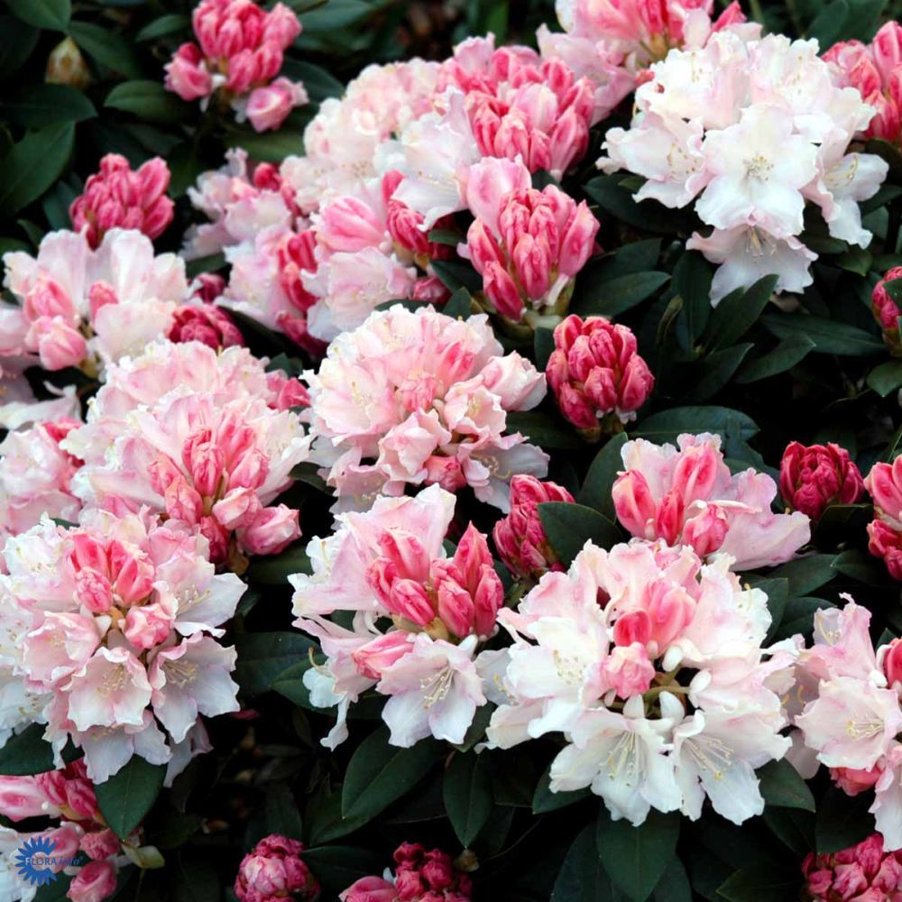 Azaleea Japoneza (Rhododendron) Dreamland, cu flori roz-alb-burgundiu