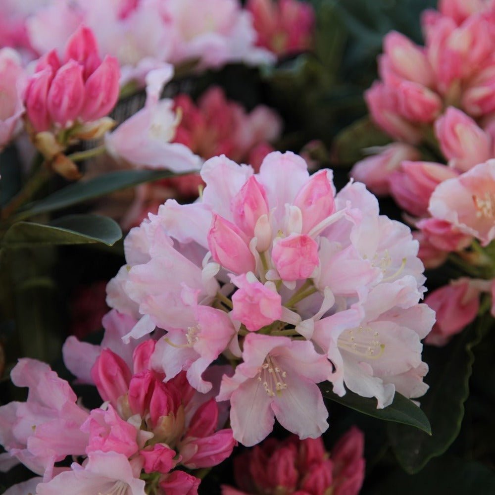 Azaleea Japoneza (Rhododendron) Dreamland, cu flori roz-alb-burgundiu