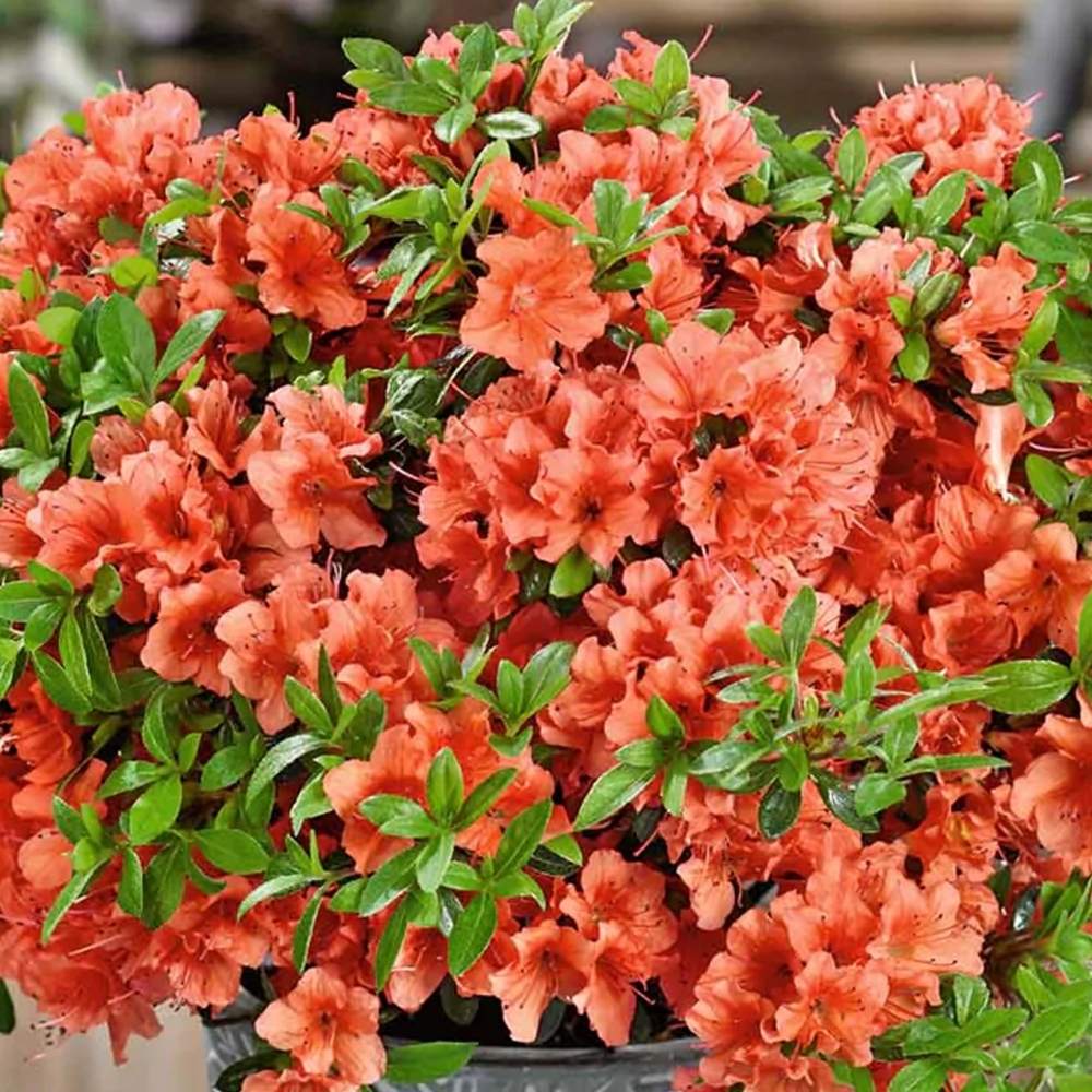 Azaleea Japoneza (Rhododendron) Geisha Orange, cu flori portocalii