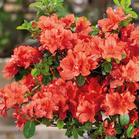 Azaleea Japoneza (Rhododendron) Geisha Orange, cu flori portocalii