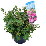 Azaleea Japoneza (Rhododendron) Geisha Pink, cu flori violet
