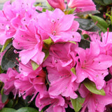 Azaleea Japoneza (Rhododendron) Geisha Pink, cu flori violet