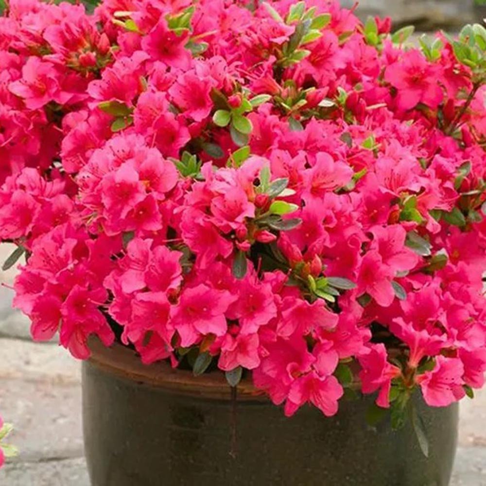 Azaleea Japoneza (Rhododendron) Geisha Pink, cu flori violet